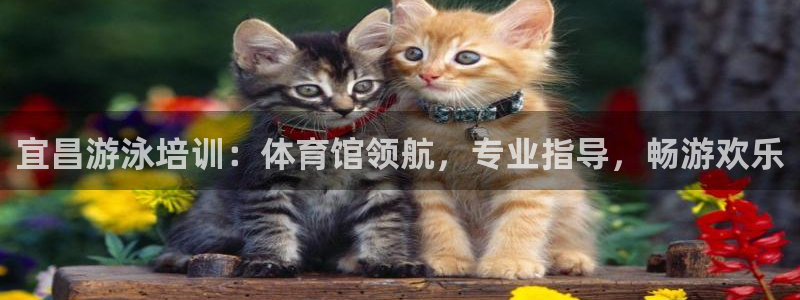焦点娱乐公司的发展历程简介：宜昌游泳培训：体育馆领航