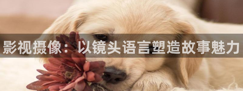 黑蚂蚁影视大全在线观看